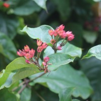 Clerodendrum splendens G.Don